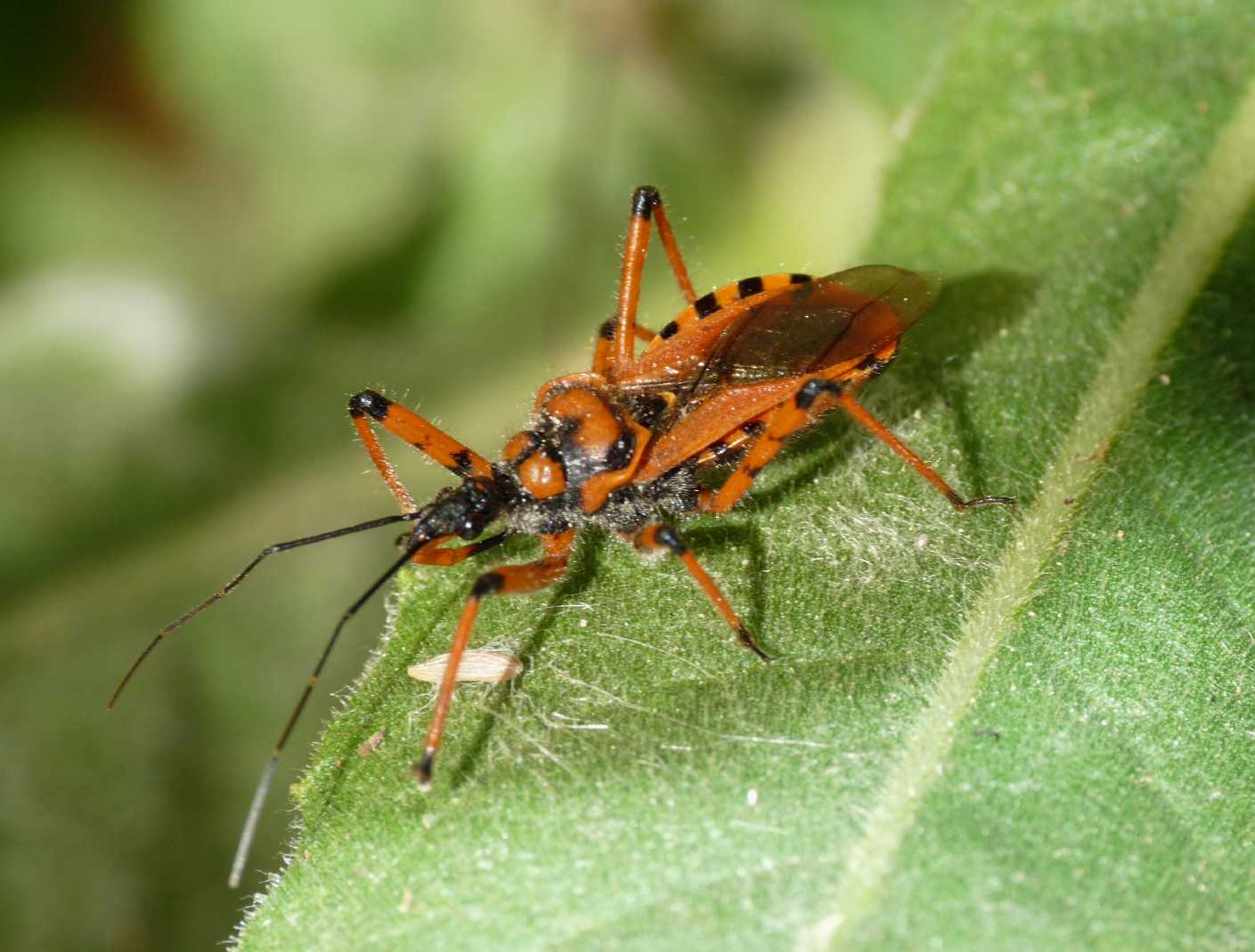 Assembramenti di Rhinocoris su Inula viscosa